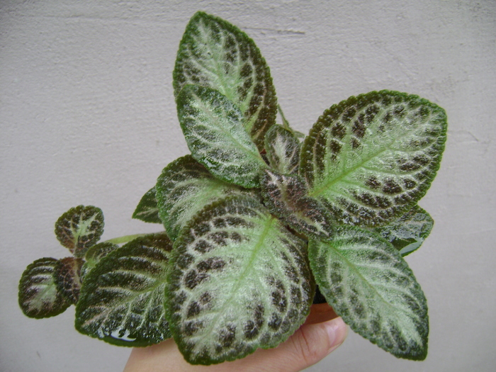 DSC05058 - EPISCIA