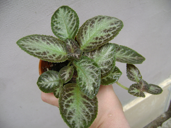 DSC05059 - EPISCIA