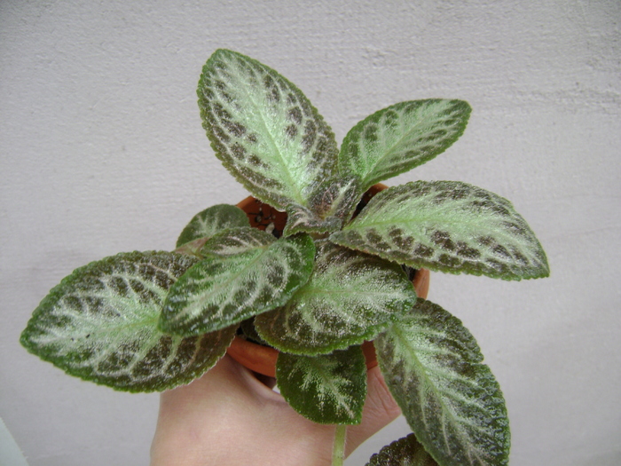 DSC05060 - EPISCIA