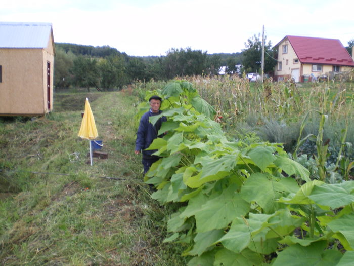 Evolutia in camp - Paulownia