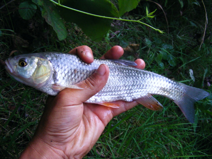 Chub caught on Bistrita (SP)