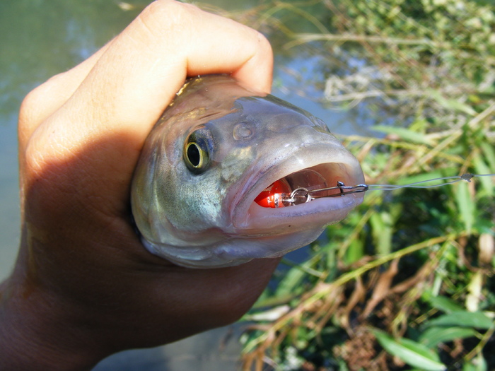 Chub caught on Jales