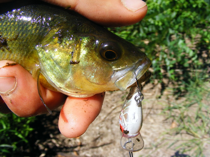 Perch-details - Capturi