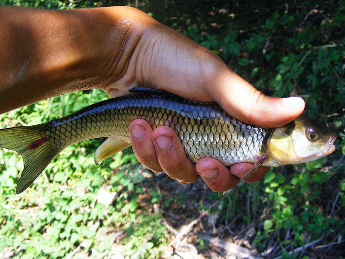 Pound chub - Capturi