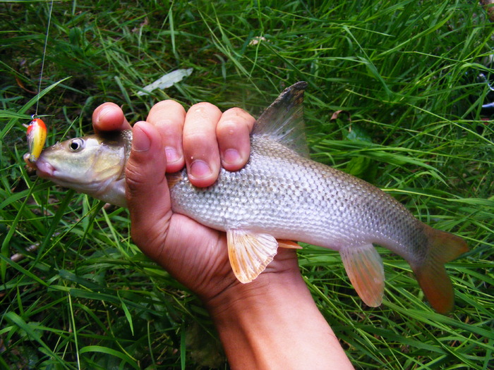 Barbel caught at Strike Pro