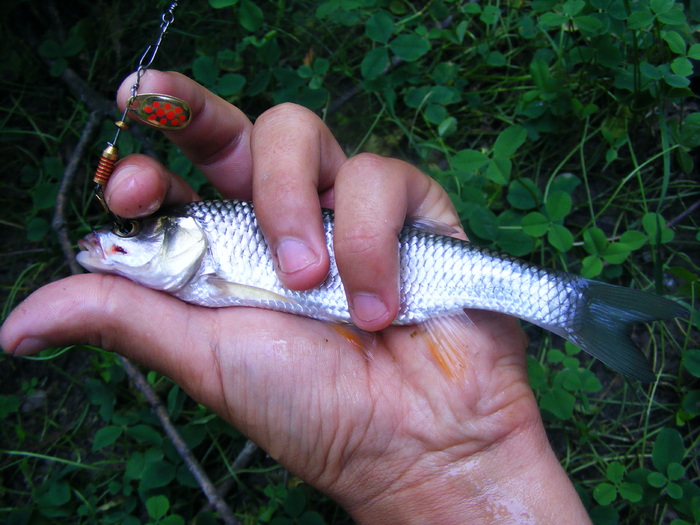 Chub caught at Mepps Aglia (00) - Capturi