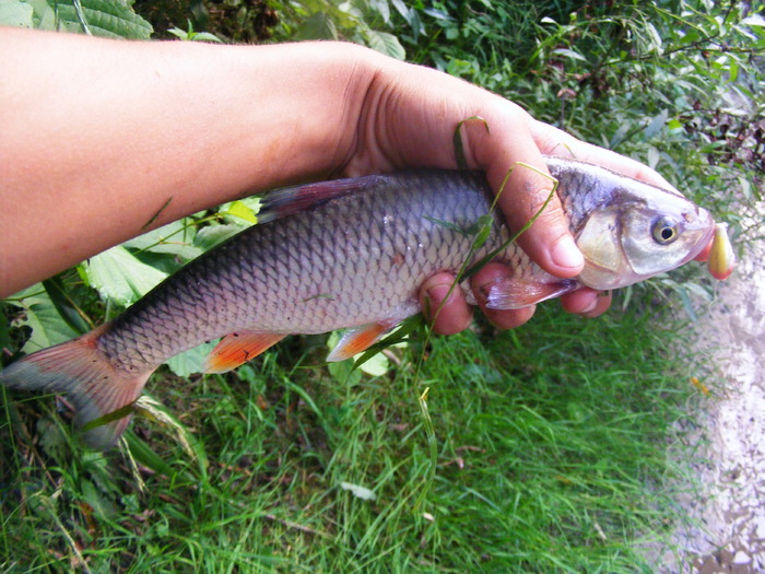 My first big chub caught at lures (Strike Pro) - Capturi