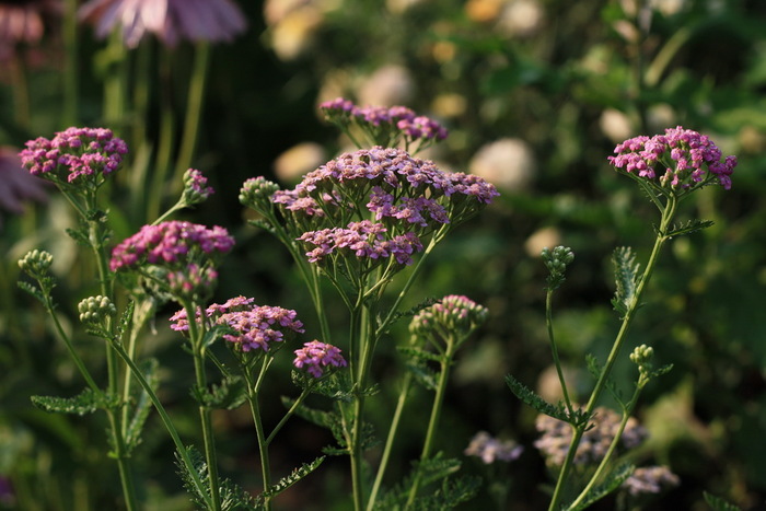 Achillea millefolium - Plante perene