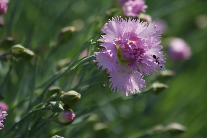 Dianthus