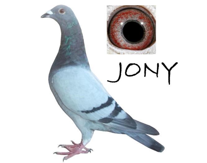 jony - pui 2010