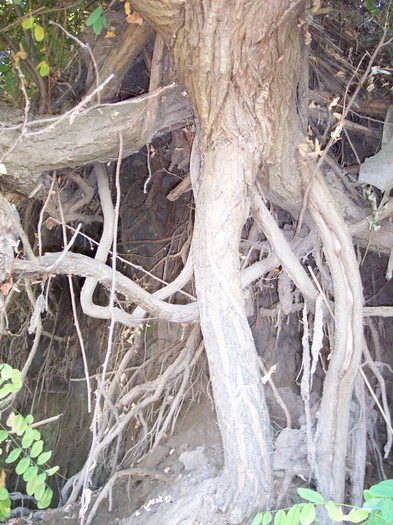 radacini - somova delta dunarii foto