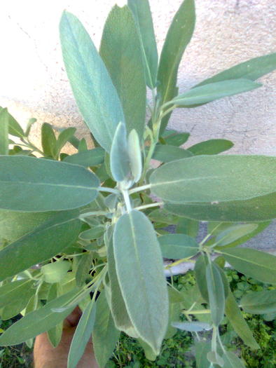 Salvia medicinala