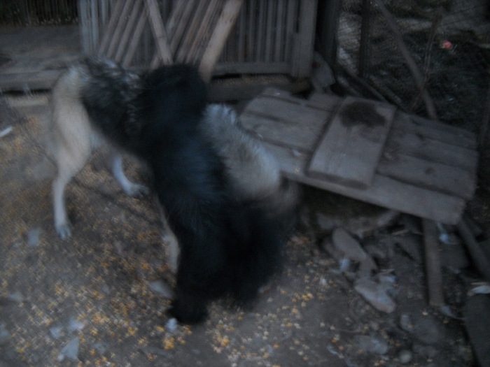 mangaieri pe spate..... mangaieri pe spate.....