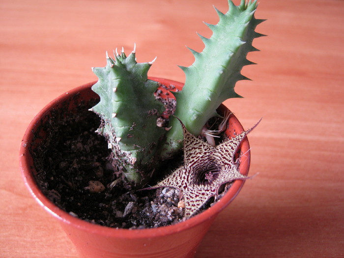 Huernia stapelioides - Asclepiadaceae