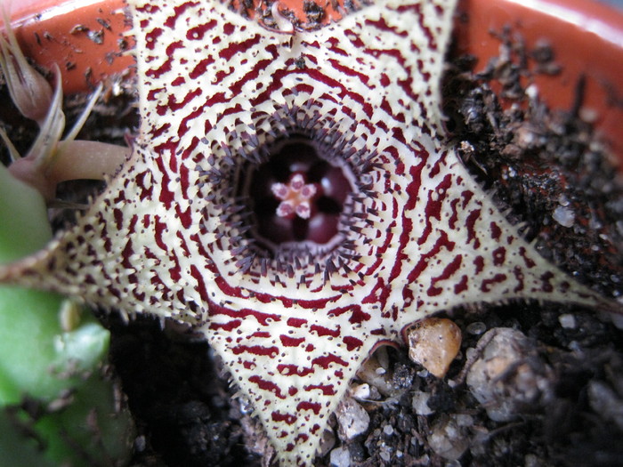 Huernia stapelioides (6)