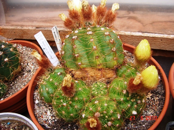 DSC08711 - Cactusi Iunie