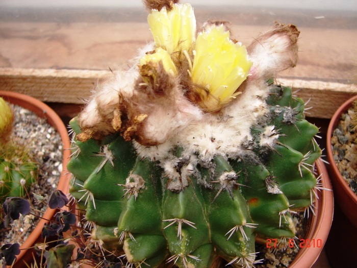 DSC08712 - Cactusi Iunie