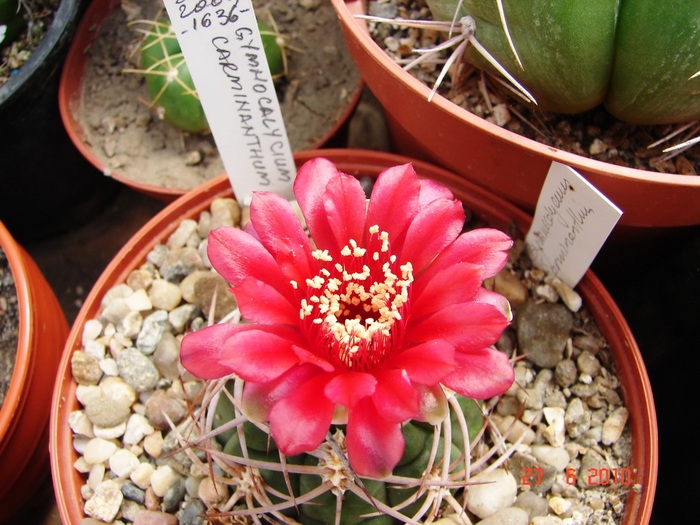 DSC08714 - Cactusi Iunie