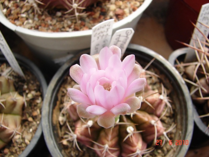 DSC08716 - Cactusi Iunie