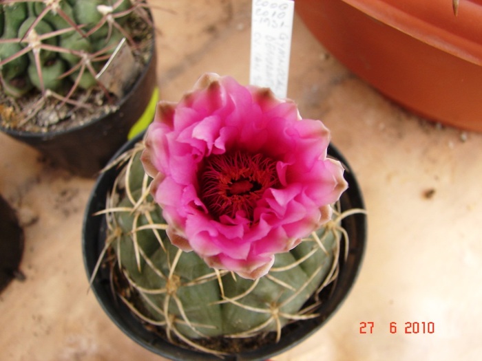 DSC08718 - Cactusi Iunie