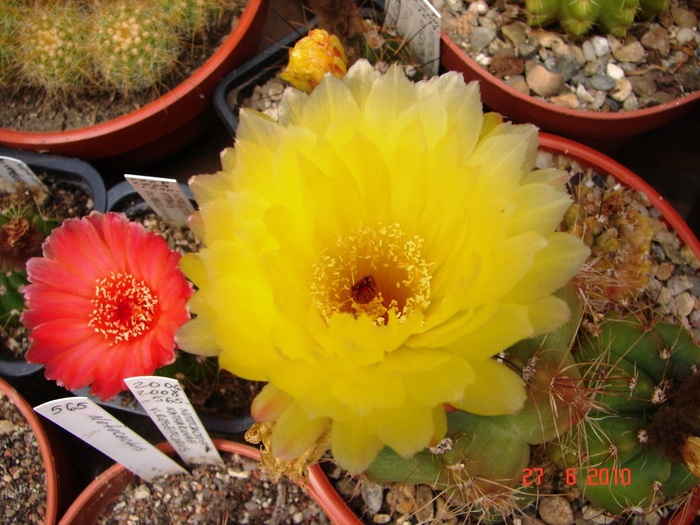 DSC08719 - Cactusi Iunie