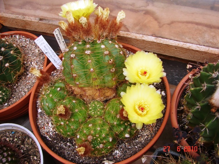 DSC08721 - Cactusi Iunie
