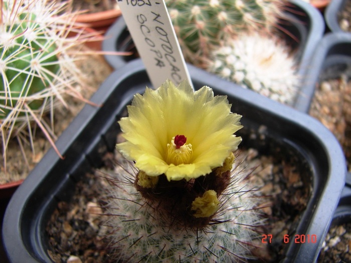 DSC08722 - Cactusi Iunie