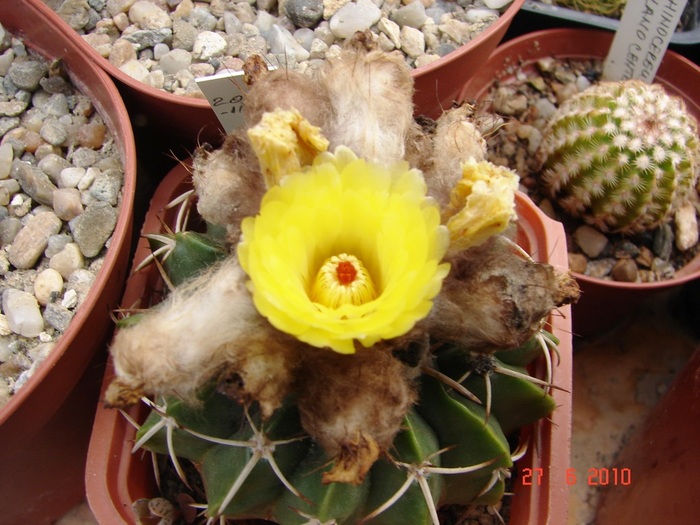 DSC08723 - Cactusi Iunie