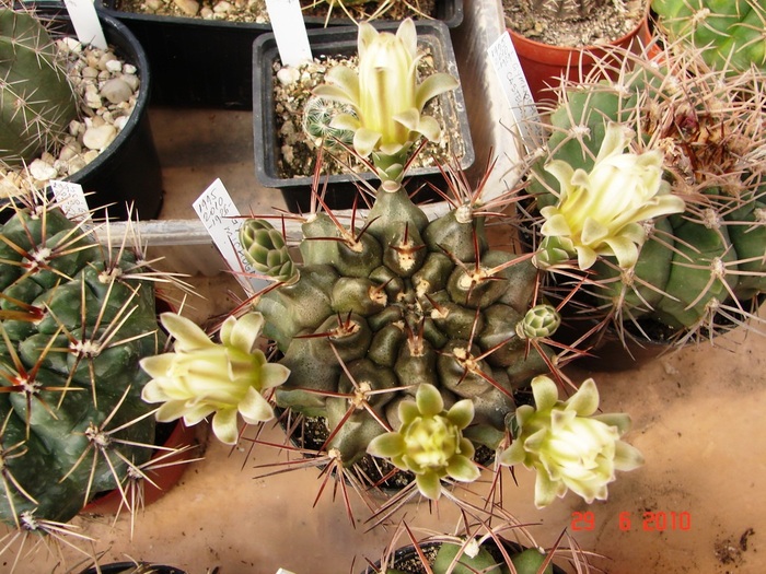 DSC08724 - Cactusi Iunie