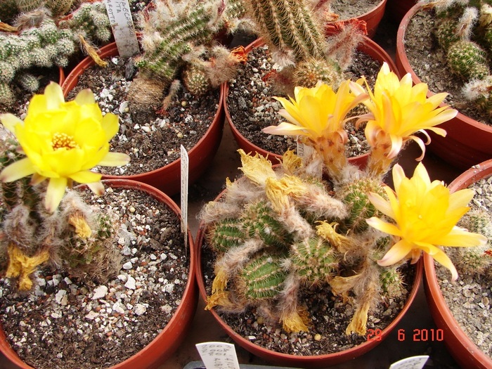 DSC08728 - Cactusi Iunie