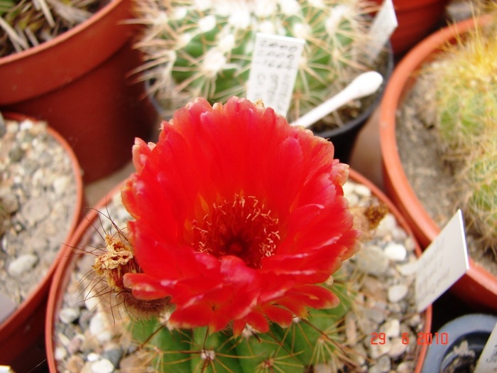 DSC08729 - Cactusi Iunie