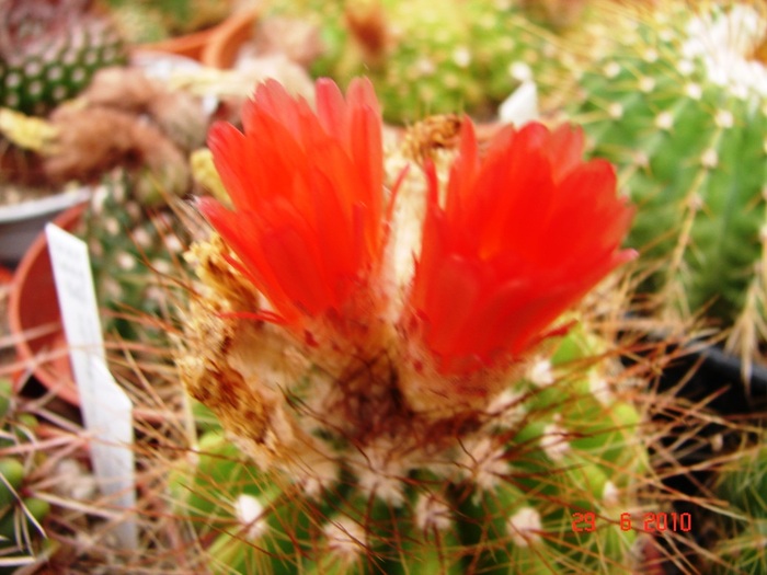 DSC08730 - Cactusi Iunie