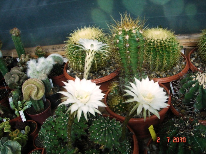 DSC08744 - Cactusi Iulie - August