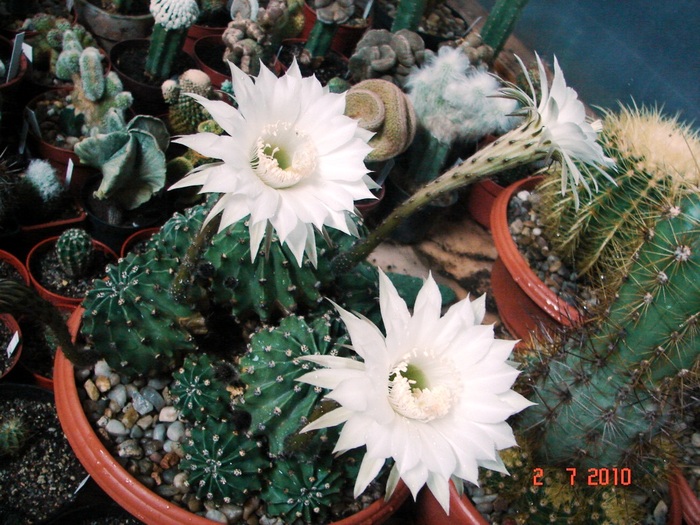 DSC08745 - Cactusi Iulie - August