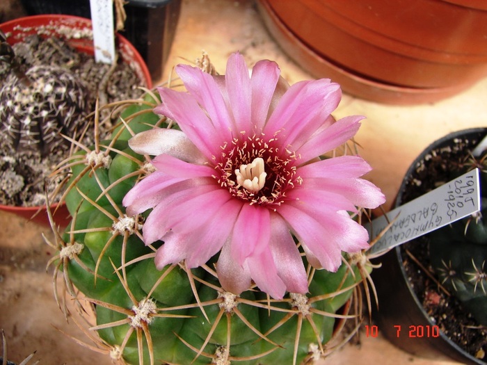 DSC08747 - Cactusi Iulie - August