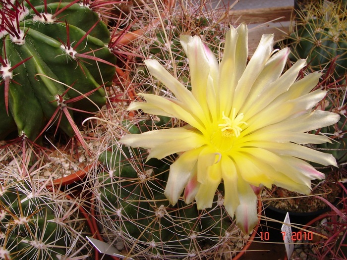 DSC08748 - Cactusi Iulie - August