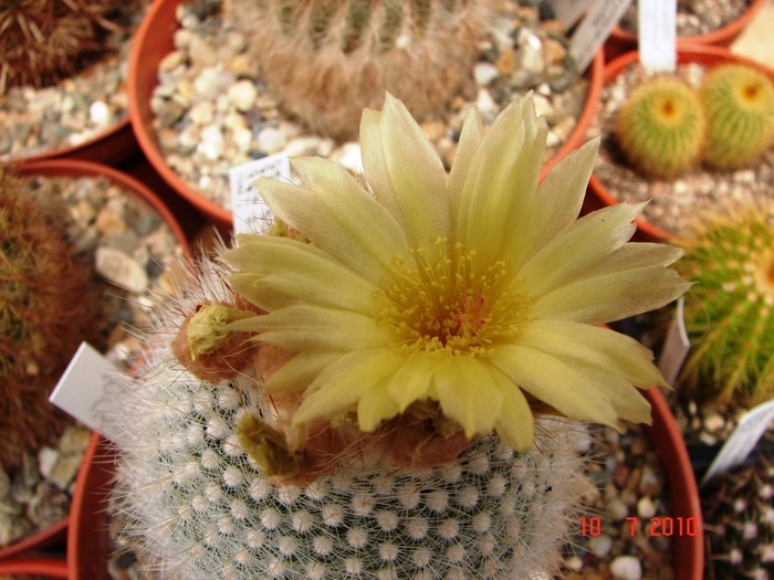DSC08750 - Cactusi Iulie - August