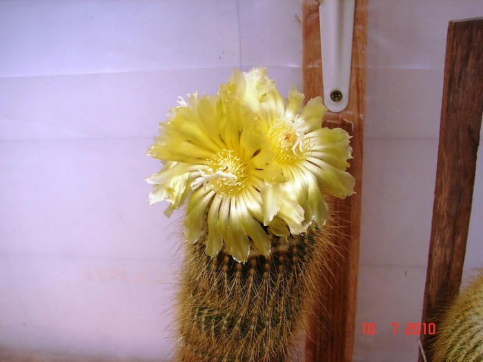 DSC08751 - Cactusi Iulie - August