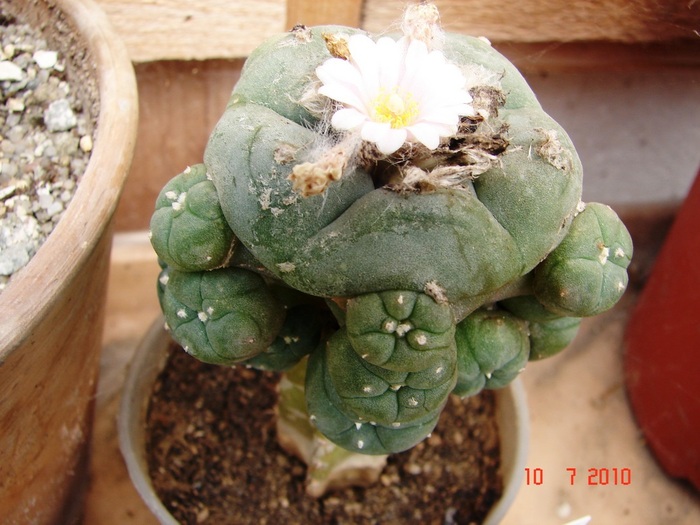DSC08754 - Cactusi Iulie - August
