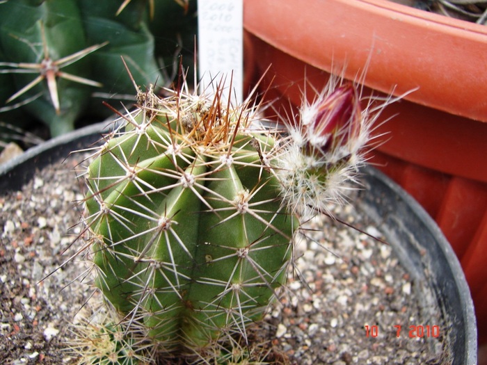 DSC08761 - Cactusi Iulie - August