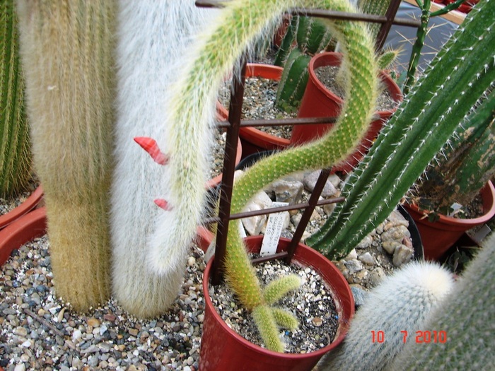DSC08764 - Cactusi Iulie - August