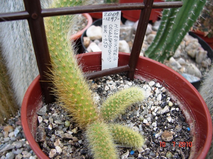 DSC08765 - Cactusi Iulie - August