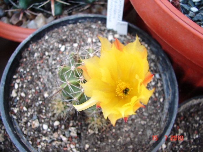 DSC08768 - Cactusi Iulie - August
