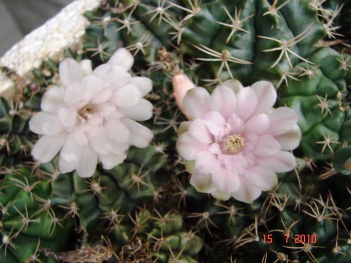 DSC08770 - Cactusi Iulie - August