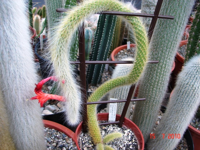 DSC08774 - Cactusi Iulie - August