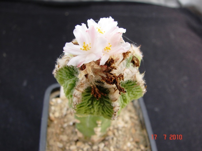 DSC08776 - Cactusi Iulie - August