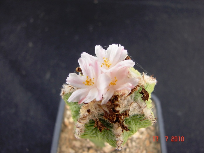 DSC08777 - Cactusi Iulie - August