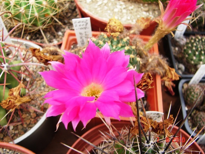 DSC08798 - Cactusi Iulie - August