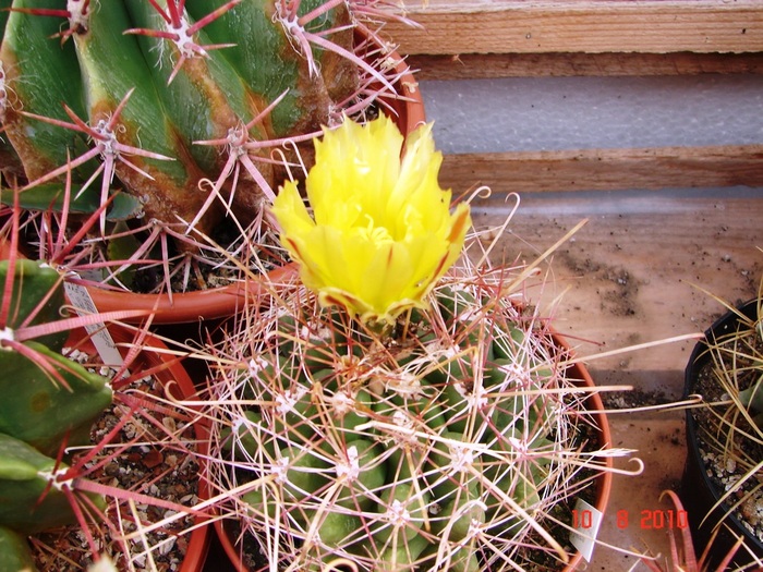 DSC08808 - Cactusi Iulie - August
