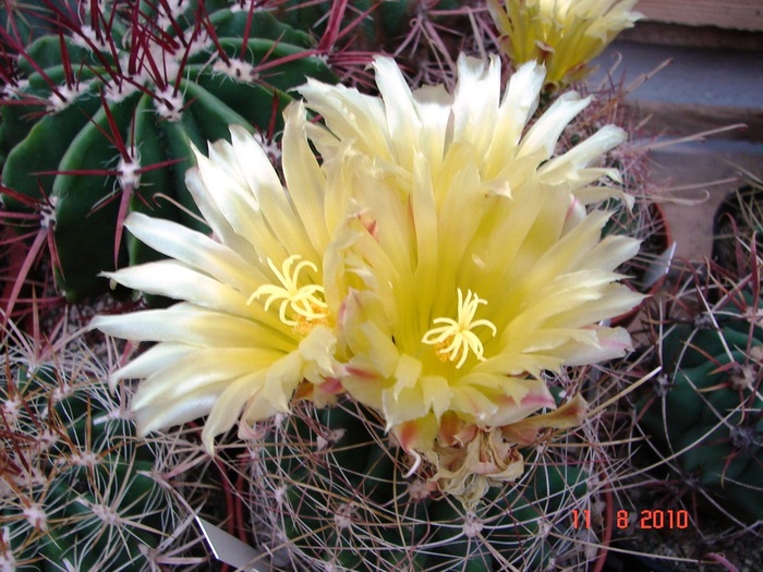 DSC08811 - Cactusi Iulie - August
